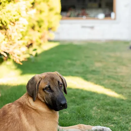 N Cesme * Dalyankoy (Aegean)