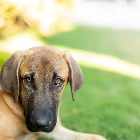 N Cesme Hotel Dalyankoy (Aegean)