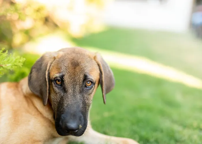 N Cesme Отель Dalyankoy (Aegean)