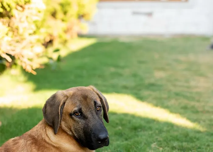 N Cesme * Dalyankoy (Aegean)